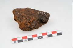 Foto von Feuerbock (NHMW-PRAE-003429)